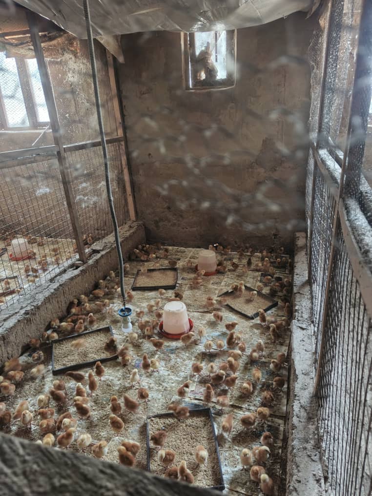 NAPRI set to hatch 25,000 chicks this year